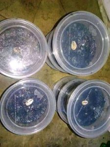 The best powerful herbalist in Nigeria +2348156950703